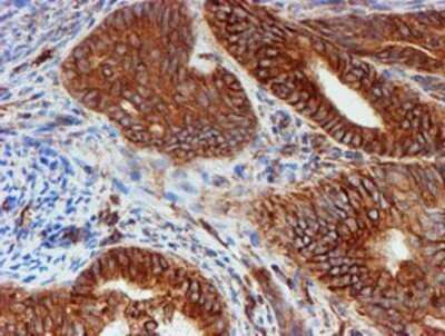 Immunohistochemistry: SCFD1 Antibody (OTI5G4) - Azide and BSA Free [NBP2-74004]