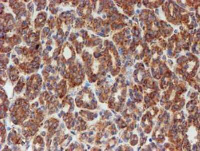 Immunohistochemistry: SCFD1 Antibody (OTI5G4) - Azide and BSA Free [NBP2-74004]
