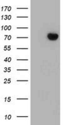 Western Blot: SCFD1 Antibody (OTI5G4)Azide and BSA Free [NBP2-74004]