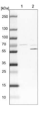 Western Blot: SCFD1 Antibody [NBP1-88418]