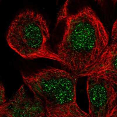 Immunocytochemistry/ Immunofluorescence: SCFD2 Antibody [NBP1-81925]