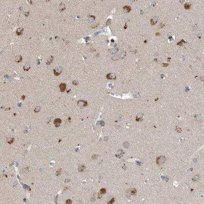 Immunohistochemistry-Paraffin: SCFD2 Antibody [NBP1-81925]