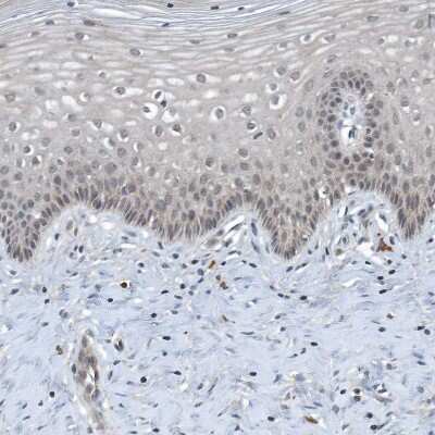Immunohistochemistry-Paraffin: SCFD2 Antibody [NBP1-81925]