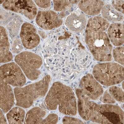 Immunohistochemistry-Paraffin: SCFD2 Antibody [NBP1-81925]
