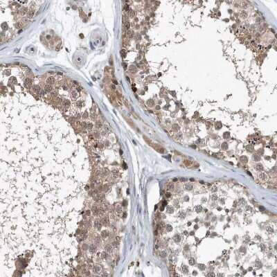 Immunohistochemistry-Paraffin: SCFD2 Antibody [NBP1-81925]
