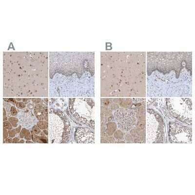 Immunohistochemistry-Paraffin: SCFD2 Antibody [NBP1-81925]