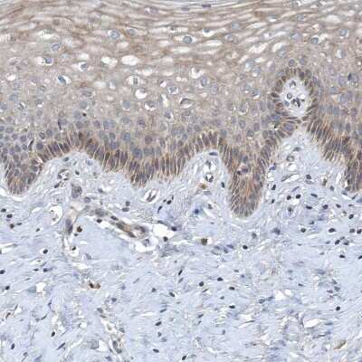 Immunohistochemistry-Paraffin: SCFD2 Antibody [NBP2-38310]