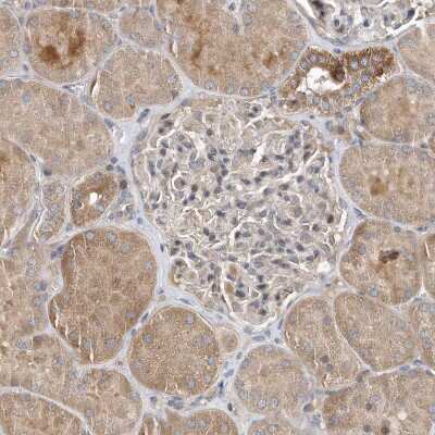Immunohistochemistry-Paraffin: SCFD2 Antibody [NBP2-38310]