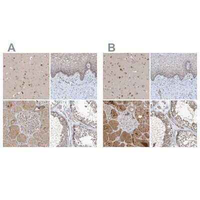 Immunohistochemistry-Paraffin: SCFD2 Antibody [NBP2-38310]
