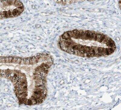 Immunohistochemistry-Paraffin: SCGB1D2 Antibody [NBP1-81304]