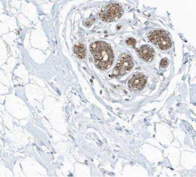 Immunohistochemistry-Paraffin: SCGB1D2 Antibody [NBP1-81304]