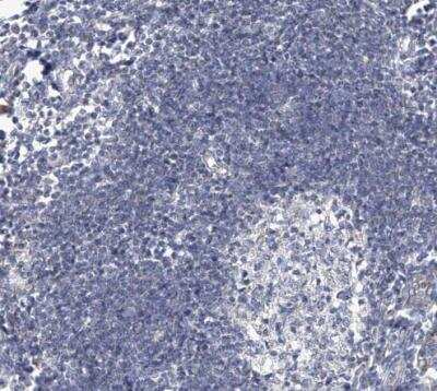 Immunohistochemistry-Paraffin: SCGB1D2 Antibody [NBP1-81304]