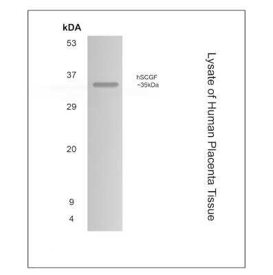 Western Blot: SCGF/CLEC11a Antibody (MM0533-6D5)Azide and BSA Free [NBP2-11874]