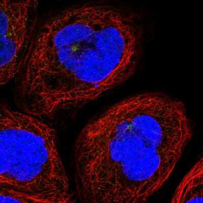 Immunocytochemistry/ Immunofluorescence: SCGF/CLEC11a Antibody [NBP1-88076]