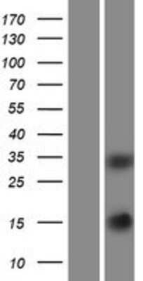 Western Blot: SCGF/CLEC11a Overexpression Lysate [NBP2-10856]