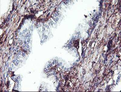 Immunohistochemistry-Paraffin: SCHIP1 Antibody (OTI1C8) [NBP2-01872]