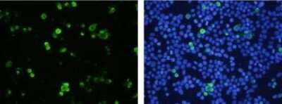 Immunocytochemistry/ Immunofluorescence: SCL/Tal1 Antibody (1E6) - BSA Free [NBP2-50285]