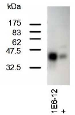 Western Blot: SCL/Tal1 Antibody (1E6)BSA Free [NBP2-50285]