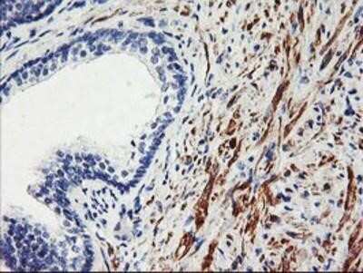 Immunohistochemistry: SCL/Tal1 Antibody (OTI5H1) - Azide and BSA Free [NBP2-74022]