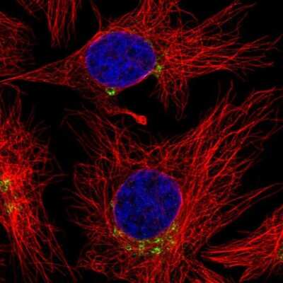 Immunocytochemistry/ Immunofluorescence: SCLY Antibody [NBP2-48693]