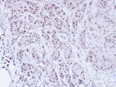 Immunohistochemistry-Paraffin: SCMH1 Antibody [NBP1-32517]