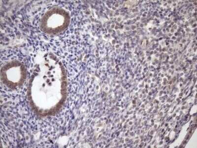 Immunohistochemistry: SCMH1 Antibody (OTI5E6) - Azide and BSA Free [NBP2-74023]