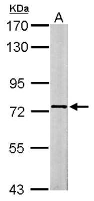 Western Blot: SCMH1 Antibody [NBP2-20269]