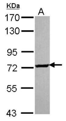 Western Blot: SCMH1 Antibody [NBP2-20269]