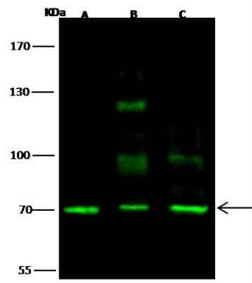 Western Blot: SCML2 Antibody [NBP2-99032]