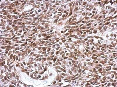 Immunohistochemistry-Paraffin: SCML4 Antibody [NBP2-15109]