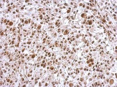 Immunohistochemistry-Paraffin: SCML4 Antibody [NBP2-15109]