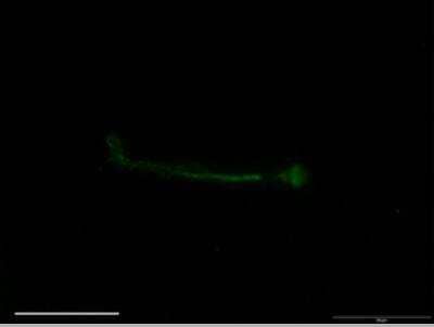 Immunocytochemistry/ Immunofluorescence: SCN7A Antibody [NB100-81029]