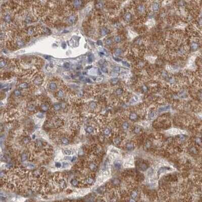 Immunohistochemistry-Paraffin: SCO1 Antibody [NBP1-87073]