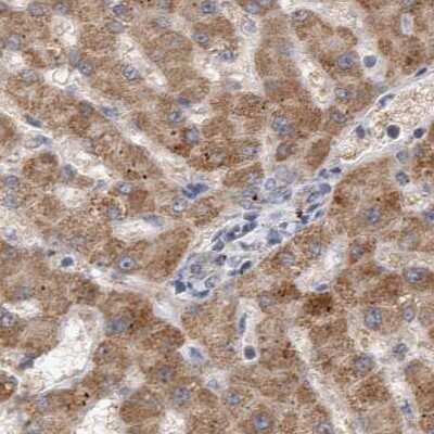 Immunohistochemistry-Paraffin: SCO1 Antibody [NBP1-87074]