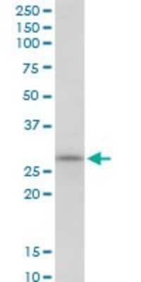 Western Blot: SCO1 Antibody [H00006341-B01P]