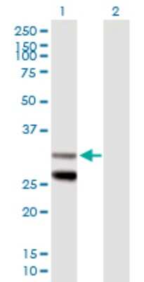 Western Blot: SCO1 Antibody [H00006341-B01P]