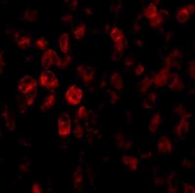 SCO2 Antibody - BSA Free (NBP1-77274) by Novus, Part of Bio-Techne