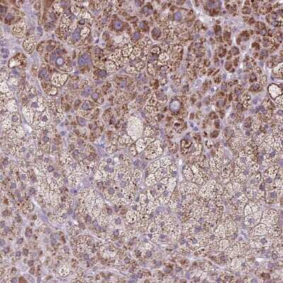 Immunohistochemistry-Paraffin: SCO2 Antibody [NBP2-47287]