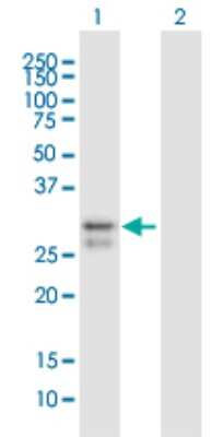 Western Blot: SCO2 Antibody [H00009997-B01P]