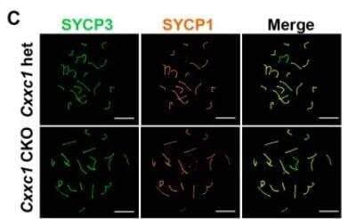 Immunocytochemistry/ Immunofluorescence: SCP1 Antibody - BSA Free [NB300-229]