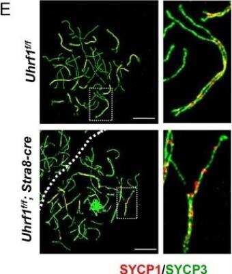 Immunocytochemistry/ Immunofluorescence: SCP1 Antibody - BSA Free [NB300-229]
