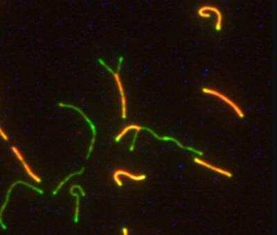 Immunocytochemistry/ Immunofluorescence: SCP1 Antibody - BSA Free [NB300-229]