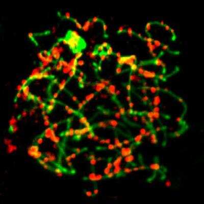 Immunocytochemistry/ Immunofluorescence: SCP1 Antibody - BSA Free [NB300-229]