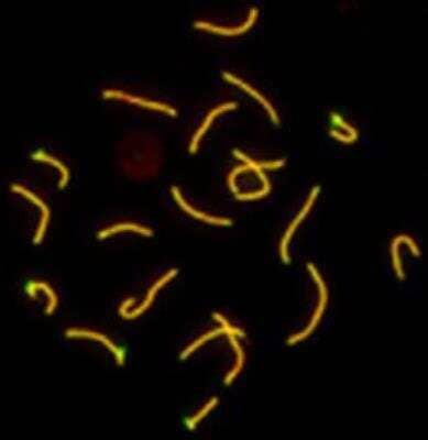 Immunocytochemistry/ Immunofluorescence: SCP1 Antibody - BSA Free [NB300-229]