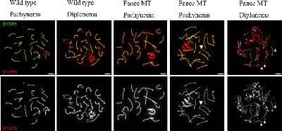 Western Blot: SCP1 AntibodyBSA Free [NB300-229]