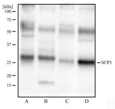 Western Blot: SCP3/SYCP3 Antibody (6F9C5)Azide and BSA Free [NBP2-80942]