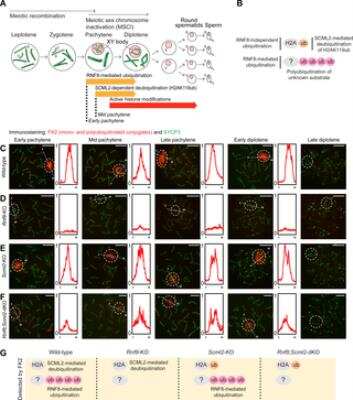 Immunocytochemistry/ Immunofluorescence: SCP3/SYCP3 Antibody [NB300-231]