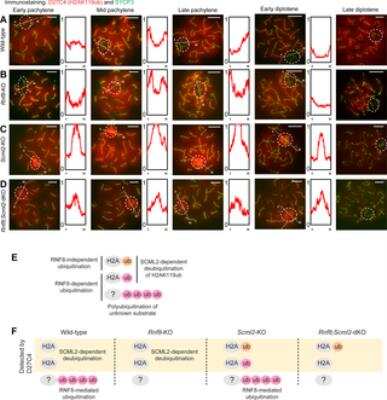 Immunocytochemistry/ Immunofluorescence: SCP3/SYCP3 Antibody [NB300-231]