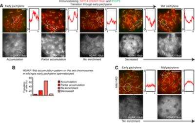 Immunocytochemistry/ Immunofluorescence: SCP3/SYCP3 Antibody [NB300-231]