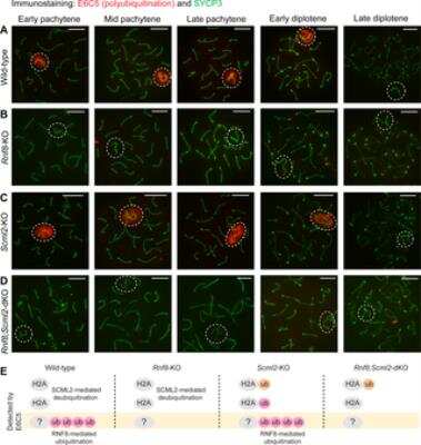 Immunocytochemistry/ Immunofluorescence: SCP3/SYCP3 Antibody [NB300-231]